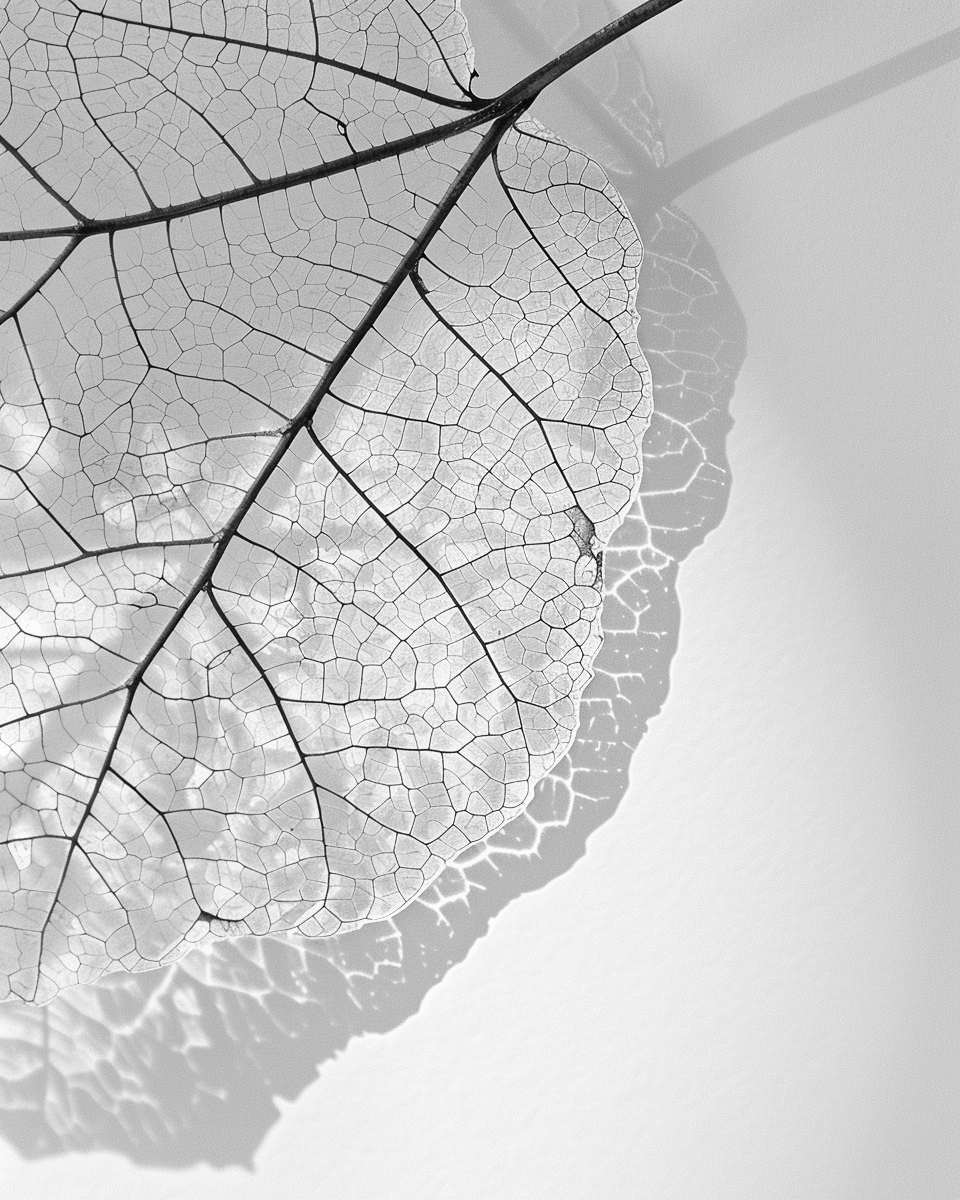 Macro en blanco y negro de las venas de una hoja formando un patrón de red orgánica.
